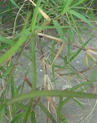 標(biāo)題：狗牙根
瀏覽次數(shù)：2718
發(fā)表時(shí)間：2017-11-02