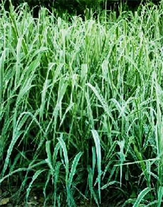 標(biāo)題：紫羊茅
瀏覽次數(shù)：3281
發(fā)表時(shí)間：2017-11-02