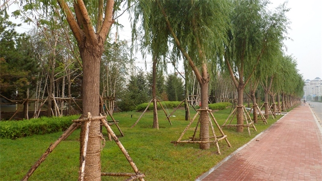 標(biāo)題：通遼市勝利北路道路景觀綠化
瀏覽次數(shù)：1725
發(fā)表時(shí)間：2020-10-16