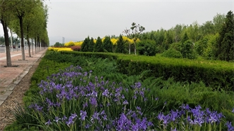 標(biāo)題：張家口經(jīng)開區(qū)秋季清水河生態(tài)綠廊建
瀏覽次數(shù)：2337
發(fā)表時(shí)間：2020-10-16