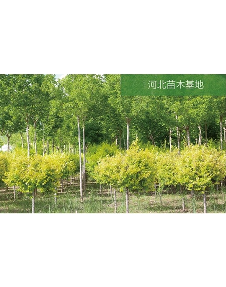 標(biāo)題：苗木基地
瀏覽次數(shù)：2172
發(fā)表時(shí)間：2020-10-17