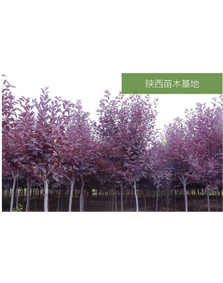 標(biāo)題：苗木基地
瀏覽次數(shù)：2288
發(fā)表時(shí)間：2020-10-17