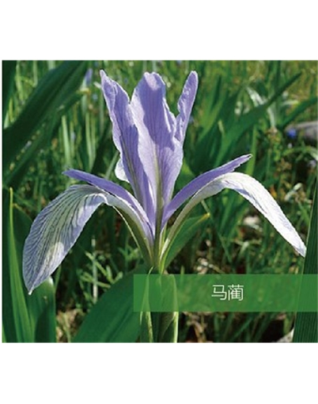 標(biāo)題：地被
瀏覽次數(shù)：1642
發(fā)表時(shí)間：2020-10-17