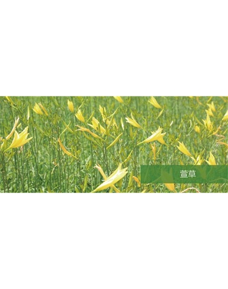 標(biāo)題：地被
瀏覽次數(shù)：1728
發(fā)表時間：2020-10-17