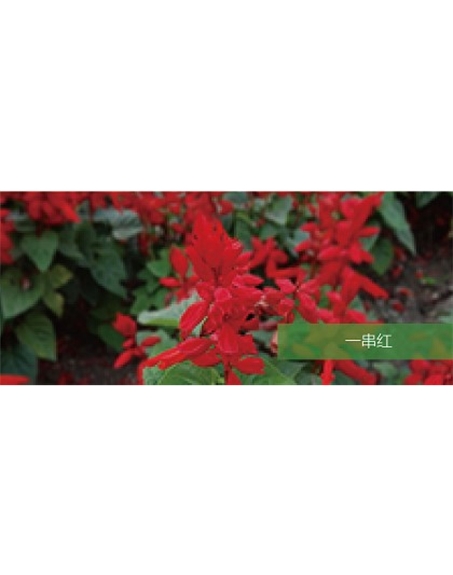 標(biāo)題：地被
瀏覽次數(shù)：1996
發(fā)表時(shí)間：2020-10-17
