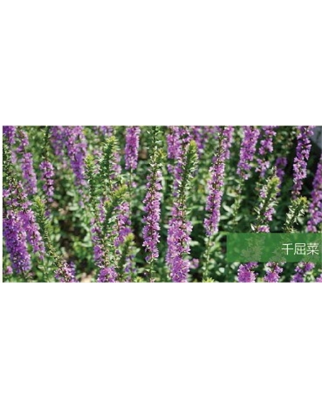標(biāo)題：地被
瀏覽次數(shù)：1995
發(fā)表時(shí)間：2020-10-17