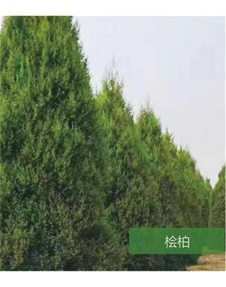 標題：名貴樹種
瀏覽次數：1570
發(fā)表時間：2020-10-17