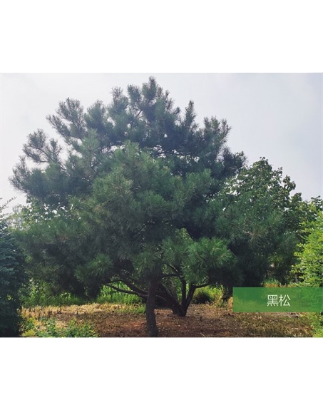 標(biāo)題：名貴樹(shù)種
瀏覽次數(shù)：2219
發(fā)表時(shí)間：2020-10-17