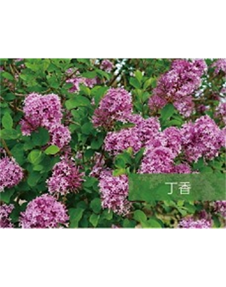 標題：喬灌木
瀏覽次數(shù)：1538
發(fā)表時間：2020-10-17