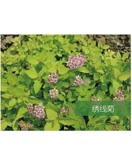 標(biāo)題：?jiǎn)坦嗄?瀏覽次數(shù)：1715
發(fā)表時(shí)間：2020-10-17
