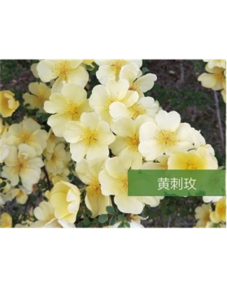 標題：喬灌木
瀏覽次數(shù)：1530
發(fā)表時間：2020-10-17
