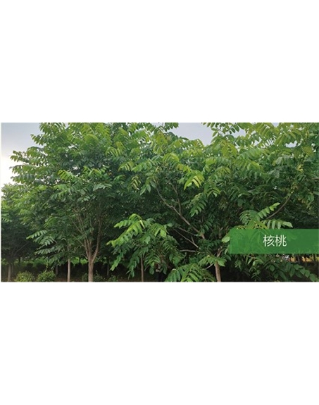 標題：喬灌木
瀏覽次數(shù)：1601
發(fā)表時間：2020-10-17