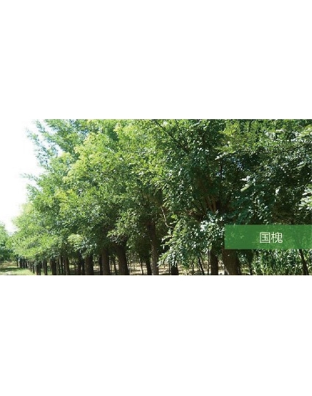 標題：喬灌木
瀏覽次數(shù)：1781
發(fā)表時間：2020-10-17