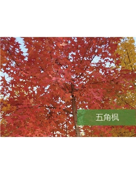 標題：喬灌木
瀏覽次數(shù)：1673
發(fā)表時間：2020-10-17