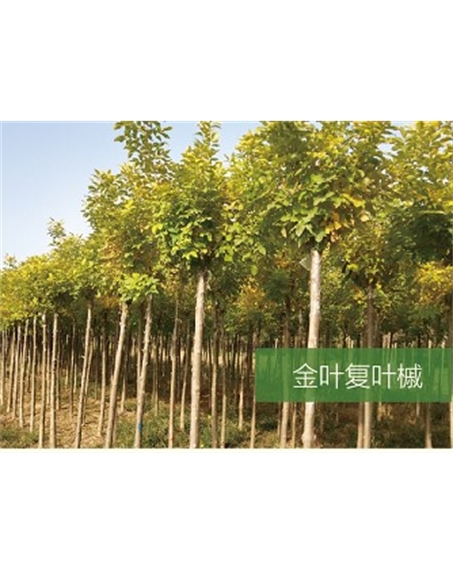 標(biāo)題：喬灌木
瀏覽次數(shù)：2154
發(fā)表時間：2020-10-17