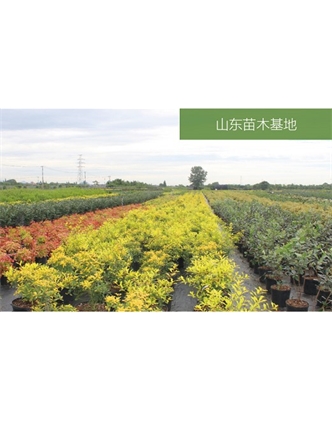 標題：苗木基地
瀏覽次數(shù)：2227
發(fā)表時間：2020-10-17
