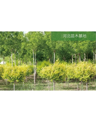 標題：苗木基地
瀏覽次數(shù)：2173
發(fā)表時間：2020-10-17