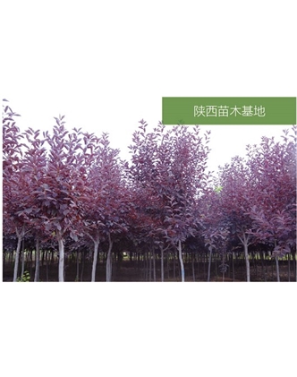 標題：苗木基地
瀏覽次數(shù)：2205
發(fā)表時間：2020-10-17