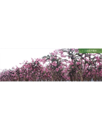 標題：苗木基地
瀏覽次數(shù)：2321
發(fā)表時間：2020-10-17
