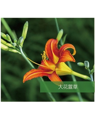 標(biāo)題：地被
瀏覽次數(shù)：1620
發(fā)表時(shí)間：2020-10-17