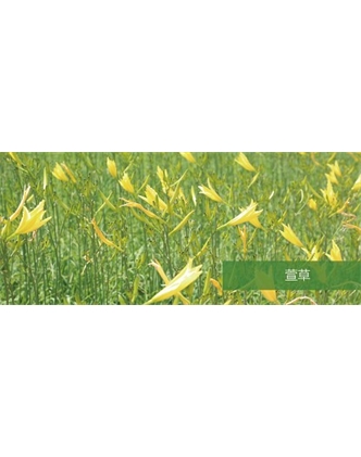 標(biāo)題：地被
瀏覽次數(shù)：1726
發(fā)表時(shí)間：2020-10-17