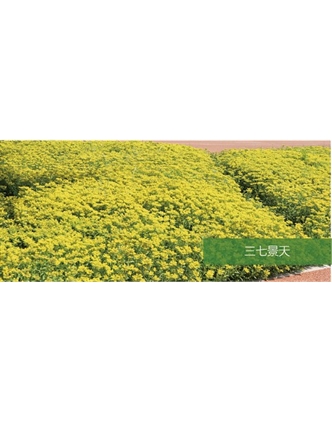 標(biāo)題：地被
瀏覽次數(shù)：2021
發(fā)表時(shí)間：2020-10-17