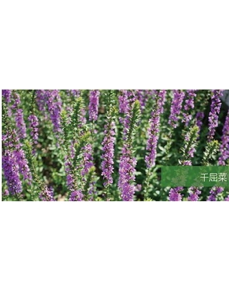 標(biāo)題：地被
瀏覽次數(shù)：1907
發(fā)表時(shí)間：2020-10-17