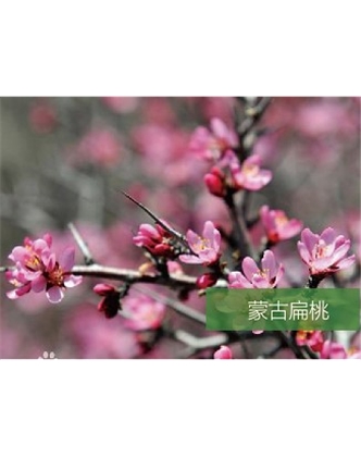 標(biāo)題：名貴樹種
瀏覽次數(shù)：1560
發(fā)表時間：2020-10-17