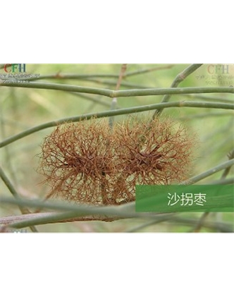 標題：名貴樹種
瀏覽次數(shù)：1718
發(fā)表時間：2020-10-17