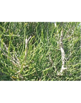 標題：名貴樹種
瀏覽次數(shù)：1737
發(fā)表時間：2020-10-17