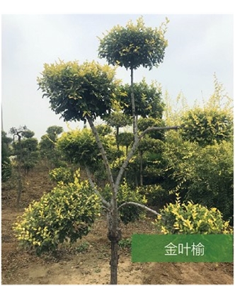 標題：名貴樹種
瀏覽次數(shù)：1603
發(fā)表時間：2020-10-17