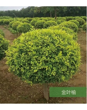 標題：名貴樹種
瀏覽次數(shù)：1621
發(fā)表時間：2020-10-17