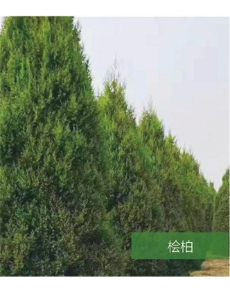 標題：名貴樹種
瀏覽次數(shù)：1569
發(fā)表時間：2020-10-17