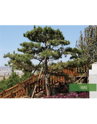 標題：名貴樹種
瀏覽次數(shù)：1570
發(fā)表時間：2020-10-17