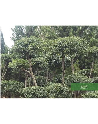 標題：名貴樹種
瀏覽次數(shù)：1581
發(fā)表時間：2020-10-17