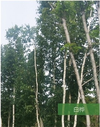 標題：名貴樹種
瀏覽次數(shù)：1681
發(fā)表時間：2020-10-17