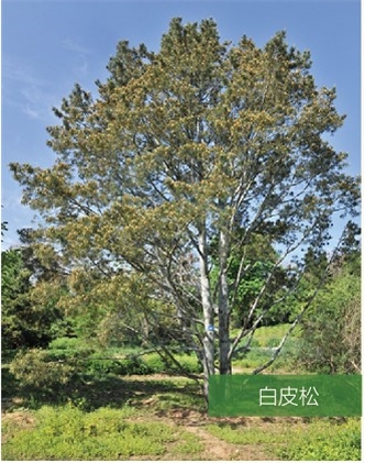 標(biāo)題：名貴樹種
瀏覽次數(shù)：2120
發(fā)表時間：2020-10-17