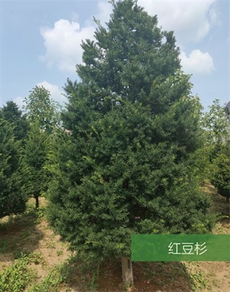 標(biāo)題：名貴樹種
瀏覽次數(shù)：1952
發(fā)表時間：2020-10-17