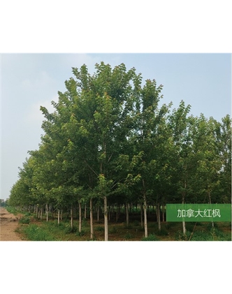 標(biāo)題：名貴樹種
瀏覽次數(shù)：1904
發(fā)表時間：2020-10-17