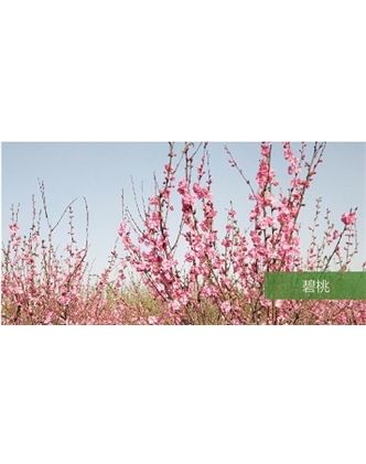 標(biāo)題：?jiǎn)坦嗄?瀏覽次數(shù)：1559
發(fā)表時(shí)間：2020-10-17