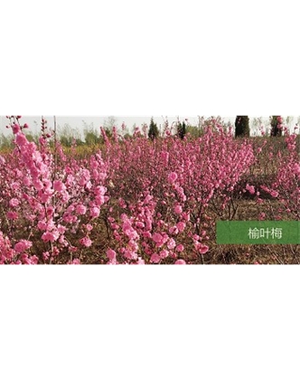 標(biāo)題：喬灌木
瀏覽次數(shù)：1614
發(fā)表時(shí)間：2020-10-17