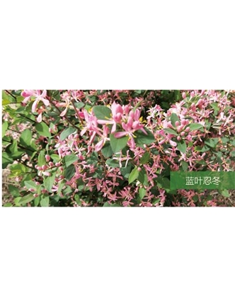 標(biāo)題：喬灌木
瀏覽次數(shù)：1546
發(fā)表時(shí)間：2020-10-17
