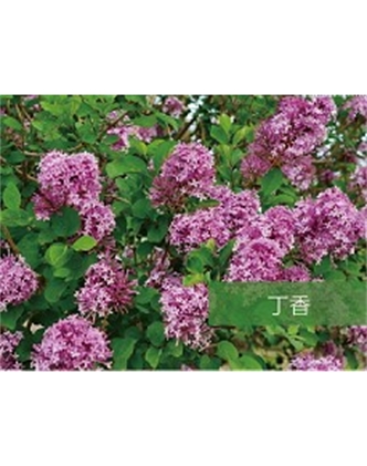標(biāo)題：喬灌木
瀏覽次數(shù)：1537
發(fā)表時(shí)間：2020-10-17