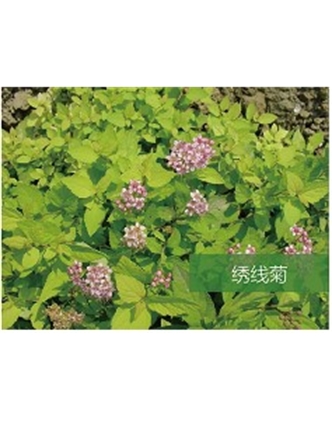 標(biāo)題：喬灌木
瀏覽次數(shù)：1713
發(fā)表時(shí)間：2020-10-17