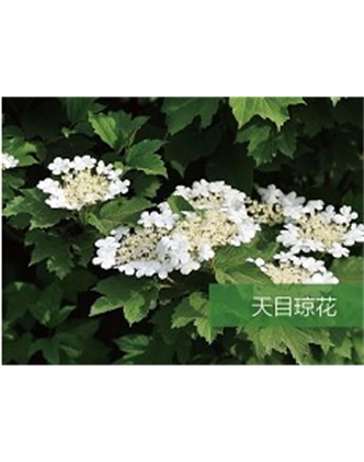 標(biāo)題：喬灌木
瀏覽次數(shù)：1699
發(fā)表時(shí)間：2020-10-17