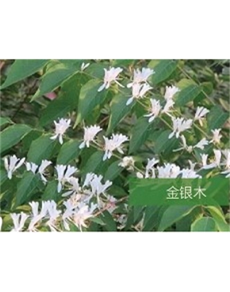 標(biāo)題：喬灌木
瀏覽次數(shù)：1619
發(fā)表時間：2020-10-17