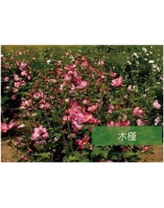 標(biāo)題：喬灌木
瀏覽次數(shù)：1705
發(fā)表時間：2020-10-17