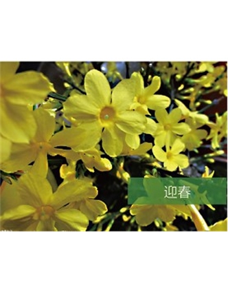 標(biāo)題：喬灌木
瀏覽次數(shù)：1537
發(fā)表時間：2020-10-17