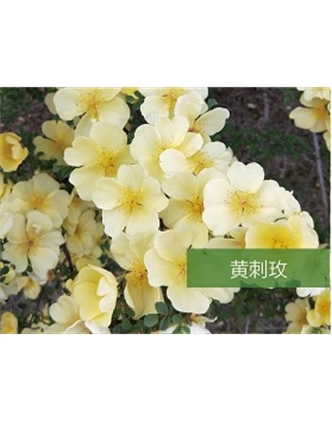標(biāo)題：喬灌木
瀏覽次數(shù)：1529
發(fā)表時間：2020-10-17