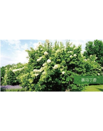 標(biāo)題：喬灌木
瀏覽次數(shù)：1778
發(fā)表時間：2020-10-17